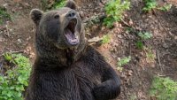 Застреляна е мечка в Румъния, нападнала швейцарски турист