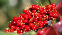 Едва 30% от черешите в Кюстендилско имат плод