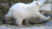 Бели мечки превзеха изоставена изследователска станция в руската част на Арктика