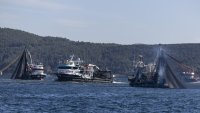 Тревога в Турция: Черно море може да загине заради паламуда &ndash; най-лакомата риба