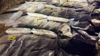 Акция в Старозагорско: Иззеха близо 250 грама марихуана