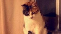 Котка, изчезнала от 10 години, се завърна у дома на 30-ия рожден ден на стопанина си 