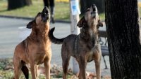Вашите сигнали: Проблеми с бездомни кучета, никой не ни чува