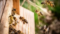 Днес празнуваме пчелите  - естествените сензори за чиста вода