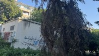 Вашите сигнали: Сухи дървета, боклуци, саморасли сливи 
