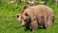 Планинар за нападението: Мечките на територията на Витоша са рядкост 