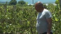 Градушка унищожи лозята в Йоаким Груево и Брестовица