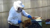 Разярени пчели ужилиха опасно 24 души във Франция