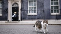 Котаракът Лари, господарят на &ldquo;Даунинг стрийт&rdquo;, е претърпял спешна операция