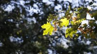 Времето днес: Слънчево в Западна България, а в Източна - дъжд 