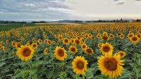 Жега и утре, следобед на места краткотраен дъжд