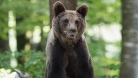 Мечка подгони двама гърци в Родопите, единият скочи от скала