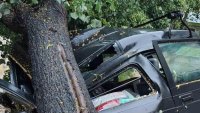 Жена оцеля по чудо, след като дърво се стовари върху автомобила ѝ