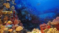 Морските горещи вълни може да са довели световните океани до критична точка
