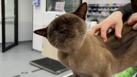 Котка оцеля след почти час въртене в пералня заедно с прането