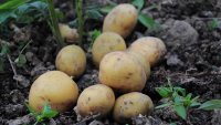 Без напояване и работна ръка не може да има земеделие