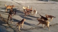 Сигнали: Домашни кучета без каишки в София, глутница във Варна...