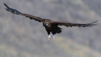 Пожарникари свалиха лешояд, загнезден под крилото на самолет 