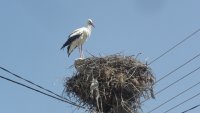 Силният вятър събори щъркелово гнездо 