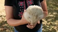 За първи път у нас: Намериха таралеж албинос в Лакатник