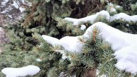 Сняг е валял тази нощ в родопски села от Пловдивска област