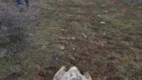 Откриха мъртъв египетски лешояд у нас, подозират отравяне