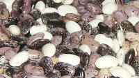 Ще изчезне ли оригиналният смилянския боб?