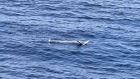 Разузнавателен дрон е забелязан в морето между Царево и Варвара