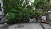 Множество сигнали за паднали дървета, клони и ламарини в София и Пазарджик