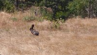 Започва да се захлажда от утре, на много места ще има краткотрайни валежи