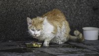 Учени разгадаха генетичната тайна на оранжевите котки