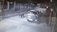 Мечка броди нощем по улиците в Карлово 