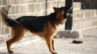 Куче нахапа 65-годишен мъж в Сливен
