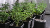 Разбиха високотехнологични наркооранжерии в София
