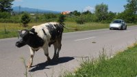 Мъж на 72-години загина след нападение от бик в Ракитница