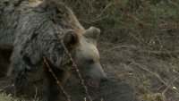 Мечки нападат кошерите в Троянско