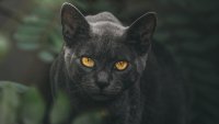 Голяма котка, приличаща на пума, беше забелязана край Варшава
