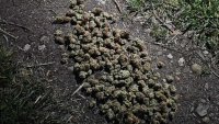 Спецакция на СДВР срещу наркоразпространението