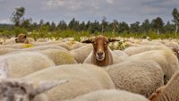 Регистрираха огнище на шарка по овцете и козите в село Смоличано, област Кюстендил
