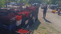 Кюстендилската череша тръгва към пазара по 0.80 цента за кило