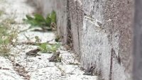 Необичайна гледка: Стотици малки жаби превзеха центъра на Бургас