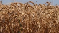 България очаква рекордна реколта от пшеница - 7,5 млн. тона