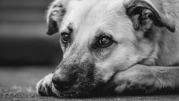 Хората искаха достойно изпращане на любимците си, вместо това телата им - на сметището