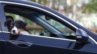 Българка е глобена с 1000 евро в Гърция, оставила кучето си затворено в кола