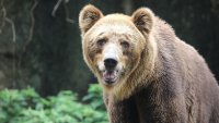 Мечка нападна трима чужди туристи в Румъния, опитали да я снимат и да я хранят 
