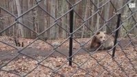 Мечките в Белица се събуждат от зимен сън