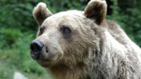 “Четири лапи”: Две мечки от Украйна намериха дом в Парк за мечки Белица