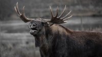 Българин загина при катастрофа с лос на магистрала до Аляска