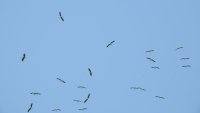 Лятото свършва: Първите щъркели поеха на юг