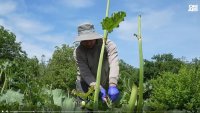 Търсят се 160 000 сезонни работници у нас, спешно наема чужденци